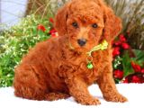 TOOY POODLE YAVRUMUZ 0 TEACUP 