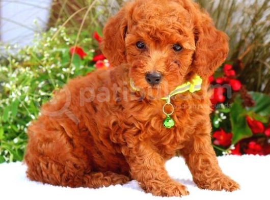 Tooy Poodle Yavrumuz 0 Teacup 