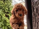 Red toy poodle yavrular