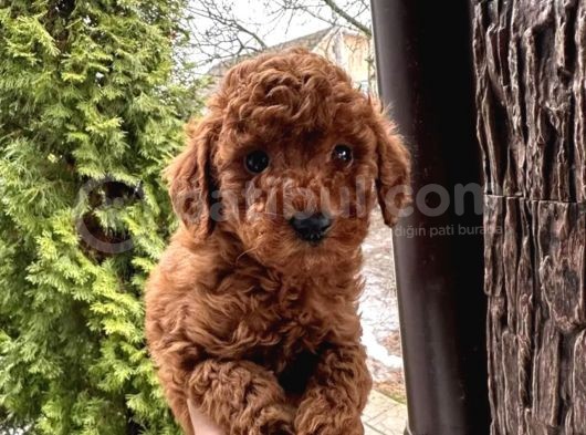 Red Toy Poodle Yavrular