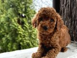 Red Toy Poodle Yavrular