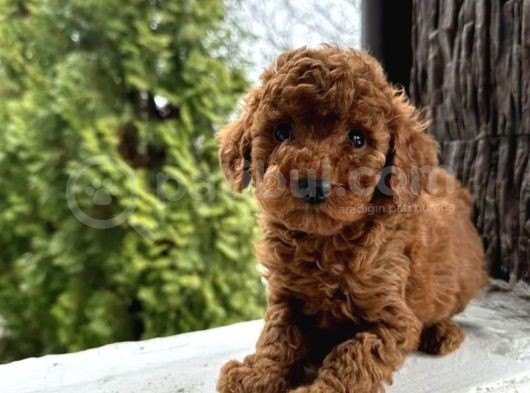 Red Toy Poodle Yavrular görsel