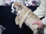 Üst Düzey İngi̇li̇z Buldog Yavrular