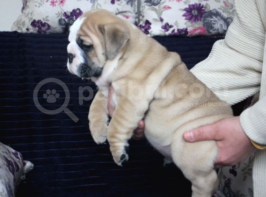 Üst Düzey İngi̇li̇z Buldog Yavrular görsel