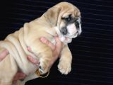 Üst Düzey İngi̇li̇z Buldog Yavrular