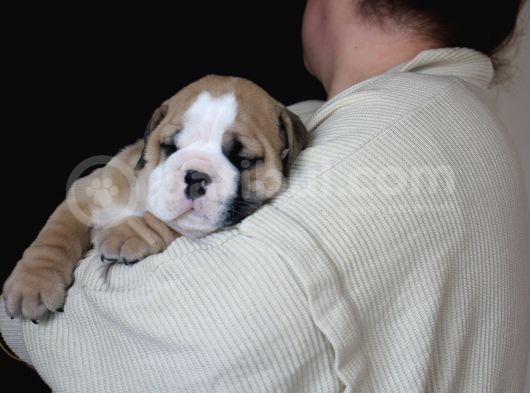 Üst Düzey İngi̇li̇z Buldog Yavrular görsel