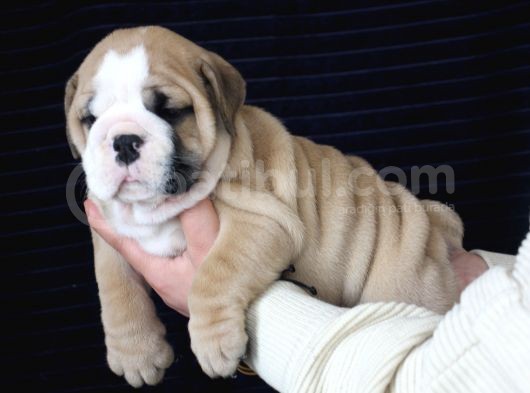 Üst Düzey İngi̇li̇z Buldog Yavrular