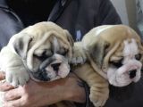Üst Düzey İngi̇li̇z Buldog Yavrular