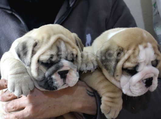 Üst Düzey İngi̇li̇z Buldog Yavrular görsel