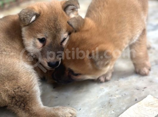 Shiba Inu Yavrularımız görsel