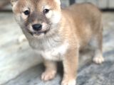 Shiba Inu Yavrularımız