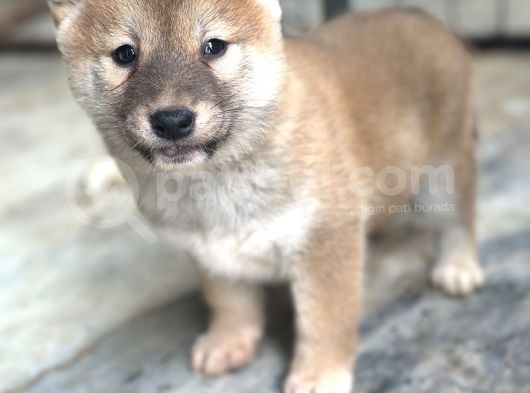 Shiba Inu Yavrularımız görsel