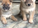Shiba inu yavrularımız