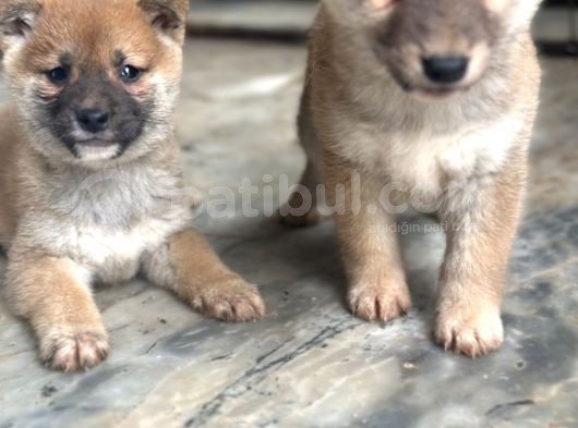 Shiba Inu Yavrularımız