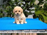 Malti̇poo Bebekler