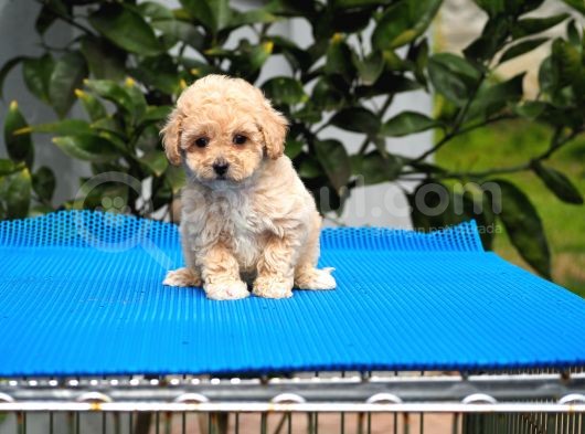 Malti̇poo Bebekler görsel