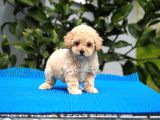 MALTİPOO BEBEKLER