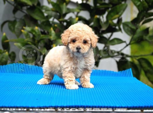 Malti̇poo Bebekler