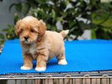Malti̇poo Bebekler