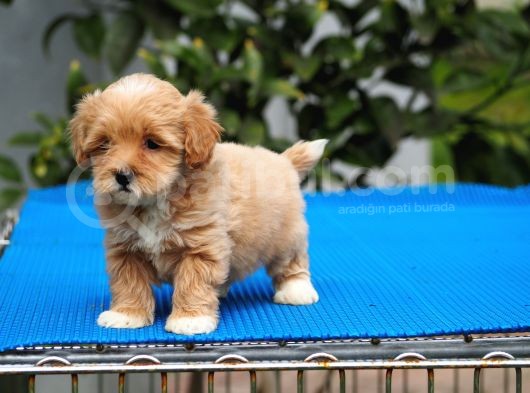 Malti̇poo Bebekler görsel