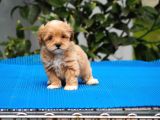 Malti̇poo Bebekler