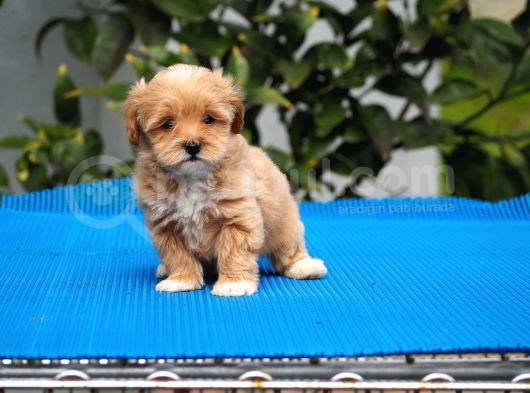 Malti̇poo Bebekler görsel