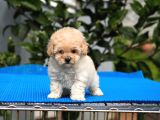 Malti̇poo Bebekler