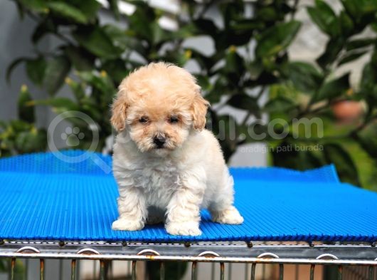 Malti̇poo Bebekler görsel