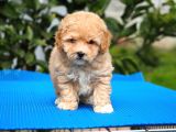Malti̇poo Bebekler