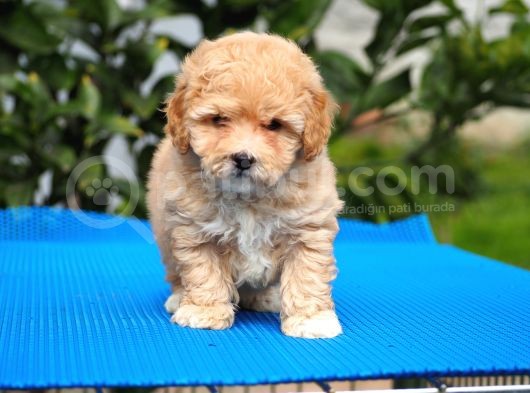Malti̇poo Bebekler görsel