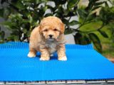 Malti̇poo Bebekler