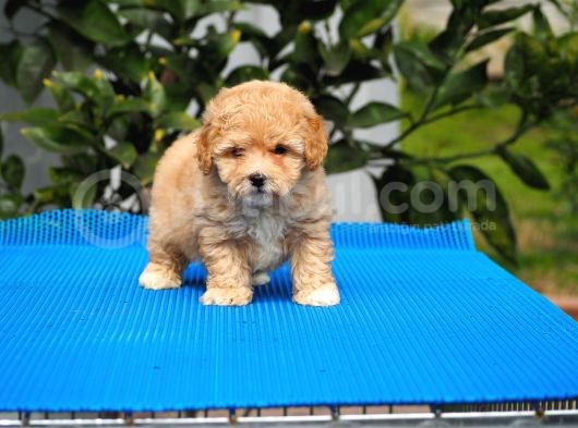 Malti̇poo Bebekler görsel