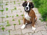 Fci Şecereli Boxer
