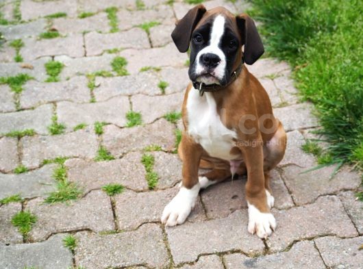 Fci Şecereli Boxer görsel