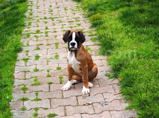 Fci Şecereli Boxer görsel