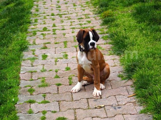 Fci Şecereli Boxer görsel