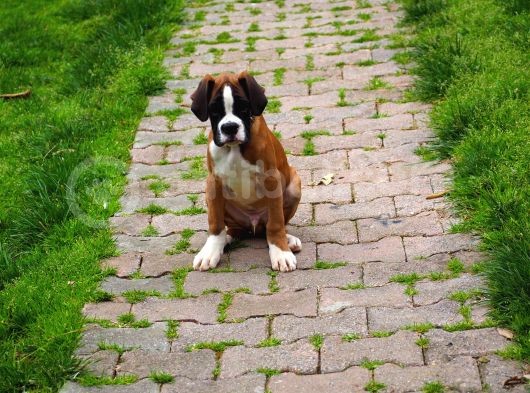 Fci Şecereli Boxer görsel