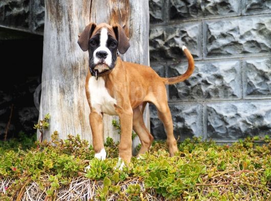 Fci Şecereli Boxer görsel