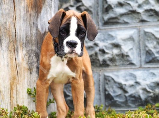 Fci Şecereli Boxer görsel