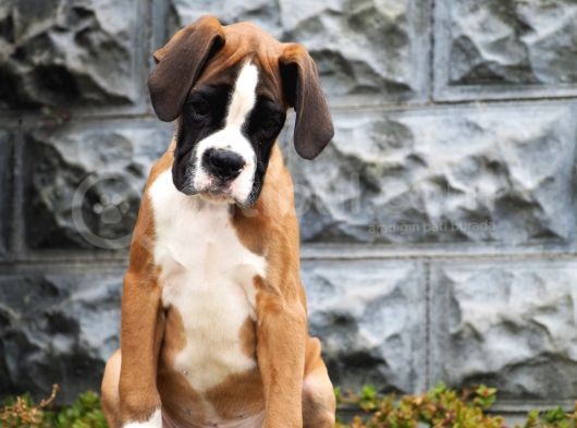 Fci Şecereli Boxer görsel