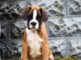 Fci Şecereli Boxer