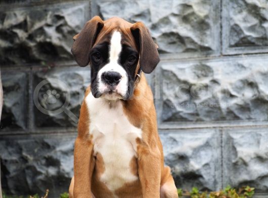 Fci Şecereli Boxer