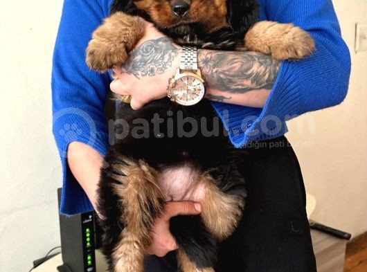 Tibet Mastiff Yavrular görsel