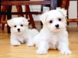 Maltesse Terrier Cinsleri Güzel Yavrular 