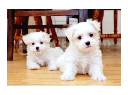 Maltesse Terrier Cinsleri Güzel Yavrular 
