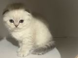 Vonalp Pet Garantisiyle Scotti̇sh Fold Yavrulari