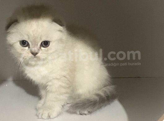 Vonalp Pet Garantisiyle Scotti̇sh Fold Yavrulari görsel