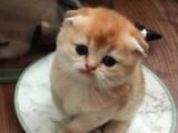 Vonalp Pet Garantisiyle Scotti̇sh Fold Yavrulari