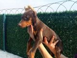 Ki̇ng Kizil Doberman