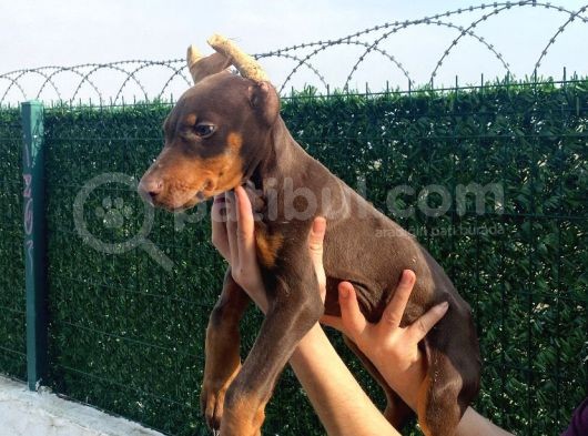 Ki̇ng Kizil Doberman görsel